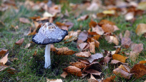 Close-up of mushroom on field during autumn