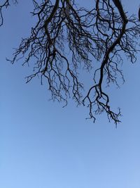 Low angle view of bare trees against clear blue sky