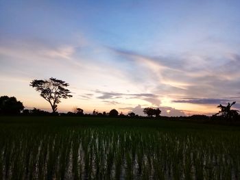 Scenic view of agricultural field against sky during sunset