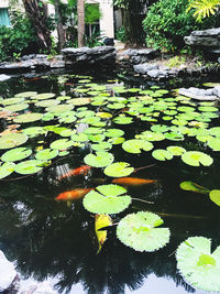 Leaves floating on a lake