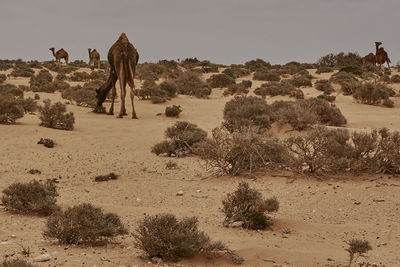 Camels at desert