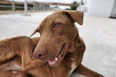 Close-up of dog looking away