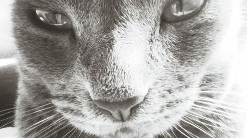 Close-up of cat