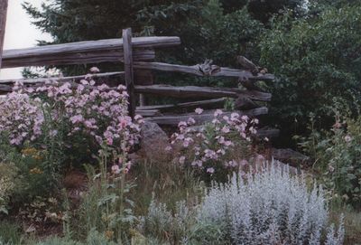 Flowers growing on tree