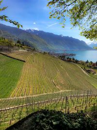 Scenic view of vineyard against sky