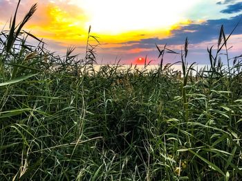 Close-up of fresh green field against sky during sunset