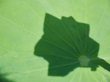 Close-up of green leaves