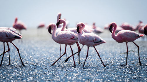 Flock of birds in sea