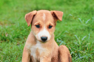 Cutest dog puppy looking at the camera