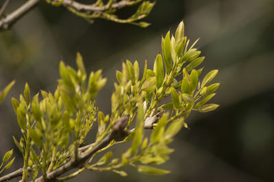 Close-up of plant