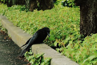 Side view of a bird on field