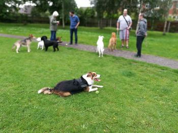 Tilt-shift image of dogs and men at park