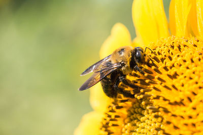 Close-up of bee pollinating flower