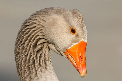 Close-up of a bird