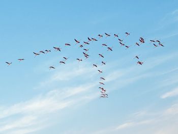 Flamingos sky