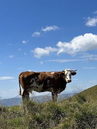 Donkey standing on field against sky