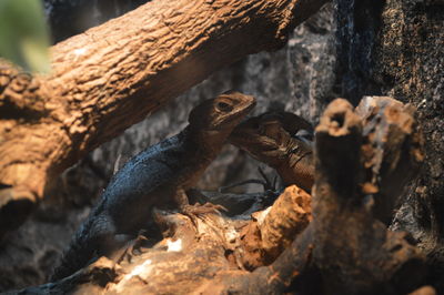 Close-up of lizard on rock