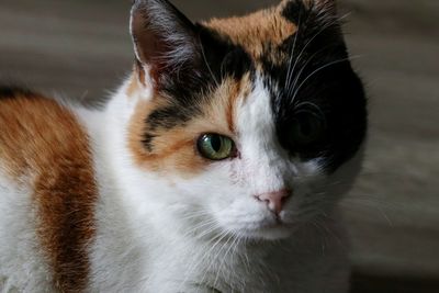 Close-up portrait of a cat