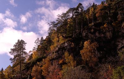 Low angle view of trees against sky during autumn