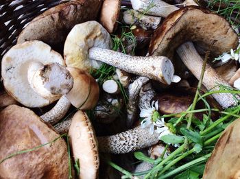 High angle view of various mushrooms in wicker basket