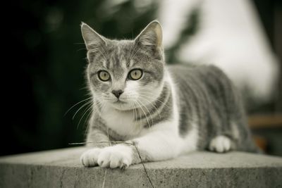 Close-up portrait of cat sitting on retaining wall