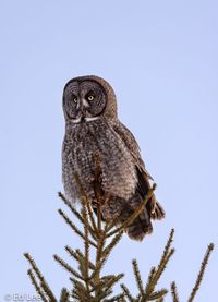 Low angle view of owl perching on branch against sky