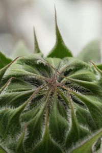 Close-up of leaves