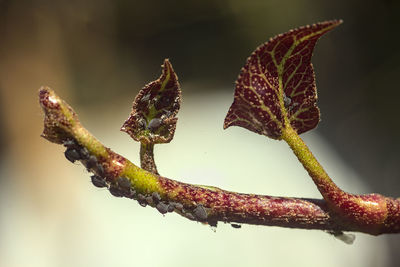 Close-up of red leaves on plant