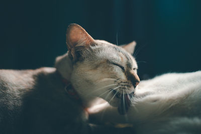 Close-up of cat looking away at home