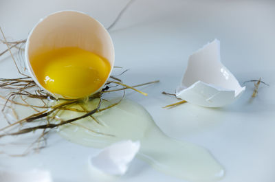 egg