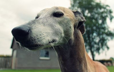 Close-up of dog against sky