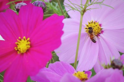 Close-up of bee on pink cosmos flower blooming outdoors