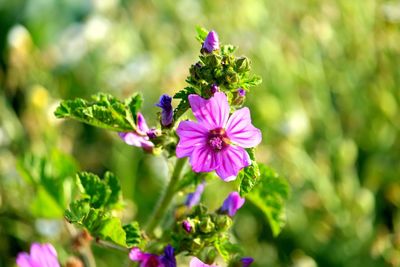 Close-up of purple flowering plant