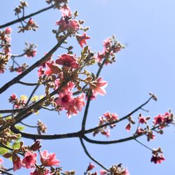 Low angle view of apple blossoms in spring