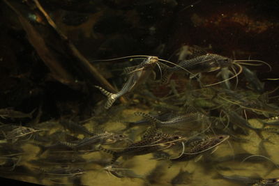 Close-up of jellyfish swimming in aquarium