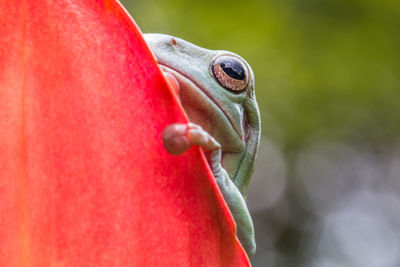 Dumpy frog hiding behind red flowers