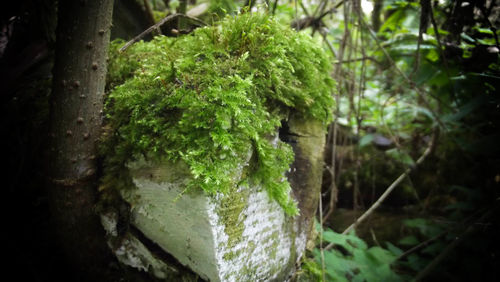 Close-up of plants growing in forest