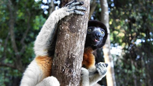 Portrait of monkey in a forest