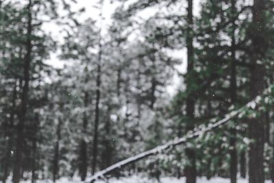 Trees in forest during winter
