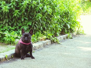 Dog in a forest