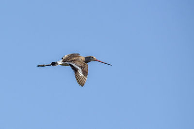 Low angle view of bird flying against clear blue sky