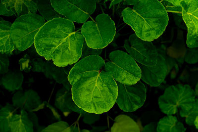 Close-up of green leaves