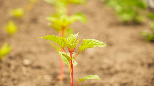 Close-up of plant