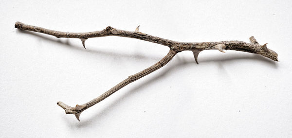 High angle view of a lizard on white background