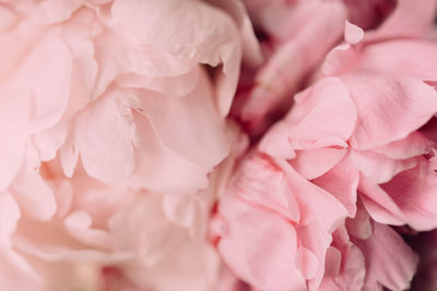 Full frame shot of pink rose