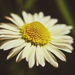 Close-up of yellow flower