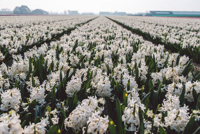 View of flowering plants growing on field