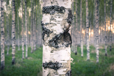 Close-up of tree trunk in forest