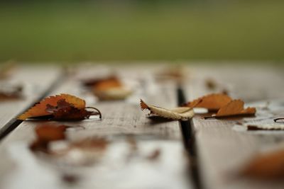 Close-up of leaves on ground