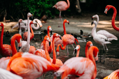 Flamingoes at the lake